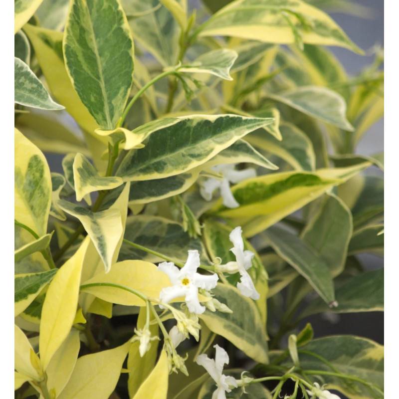 Jasmin étoilé Sun Lover® à fleurs Blanche - feuillage Persistant - Pot de 1,5L - Tuteur bambou 30/60 cm-  hauteur à maturité De 0,50 m à 1,00 m - Image 4