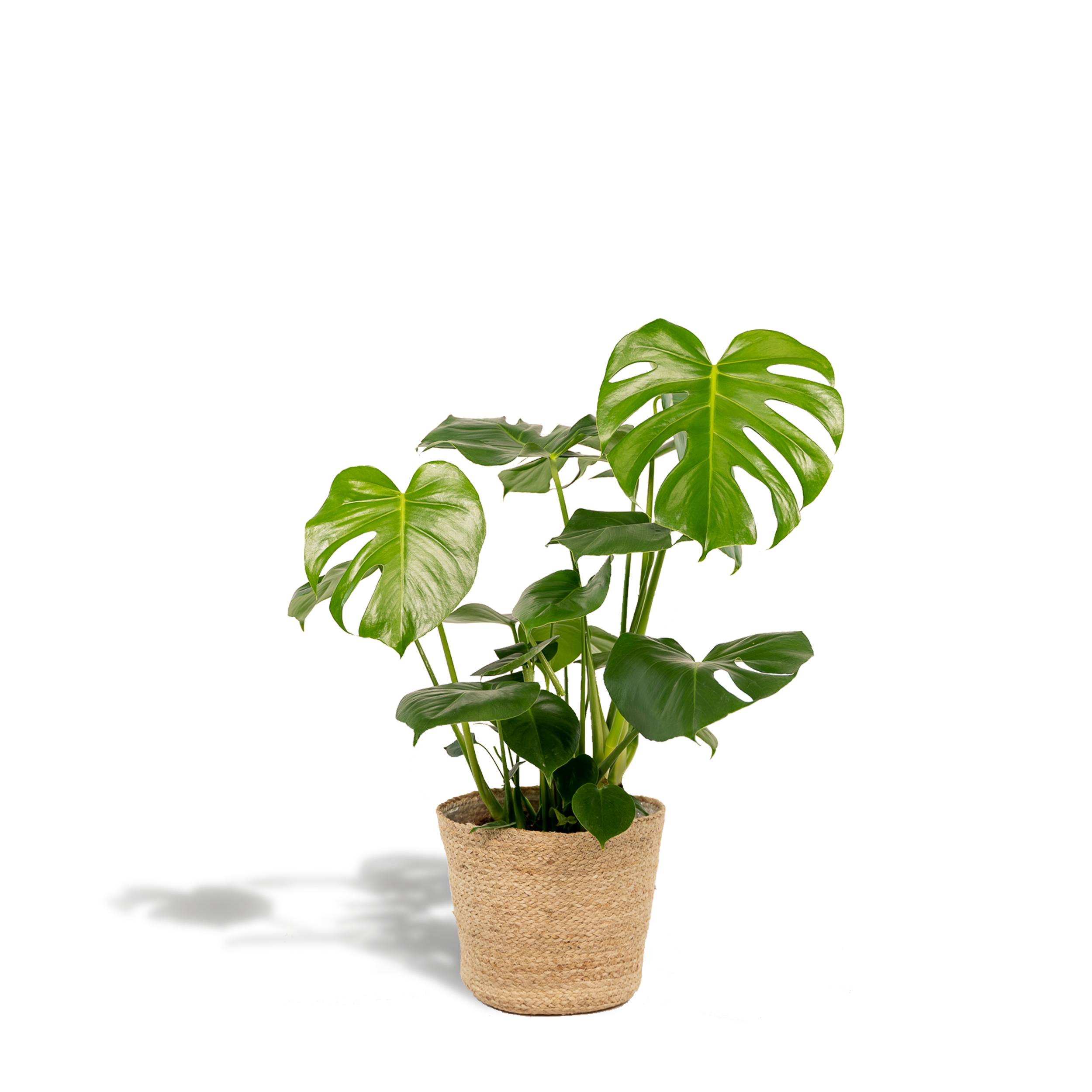 Monstera Deliciosa - H80cm - Image 1