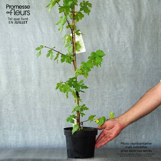 Promesse de Fleurs - Morus nigra - Mûrier noir Pot de 1,5L/2L - Image 2