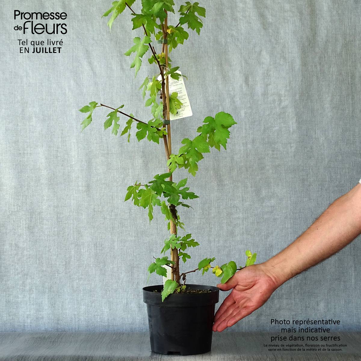 Promesse de Fleurs - Morus nigra - Mûrier noir Pot de 1,5L/2L - Image 2
