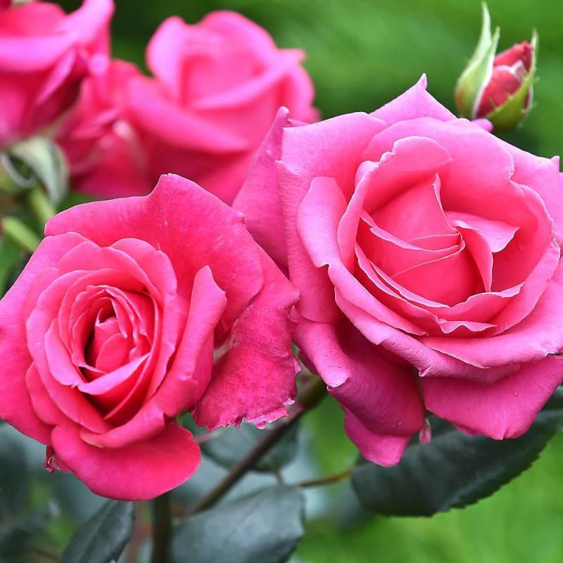 Rosier à grandes fleurs Voluptia® Crazy Pink™ 'Noa16071' à fleurs Rose/ - feuillage Caduc - Pot de 5L - 40/60 cm - Image 2
