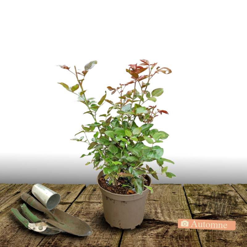 Rosier arbustif Voluptia® Crazy Pink™ 'Noa16071' à fleurs Rose - feuillage Caduc - Pot de 5L - 40/60 cm-  hauteur à maturité De 0,50 m à 1,00 m - Image 2