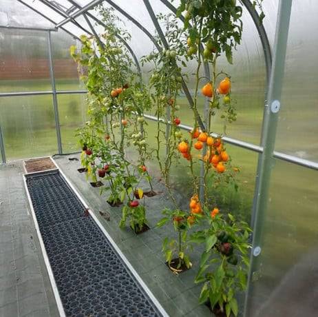 Serre de jardin polycarbonate 2,5 x 8 m (20 m²) 6 mm 4 volets automatiques - Klasika - Image 9
