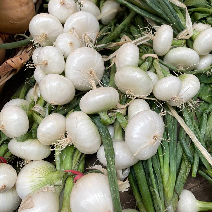 Oignon Blanc hâtif de Paris - Allium cepa le sachet de 600 graines environ (3g)