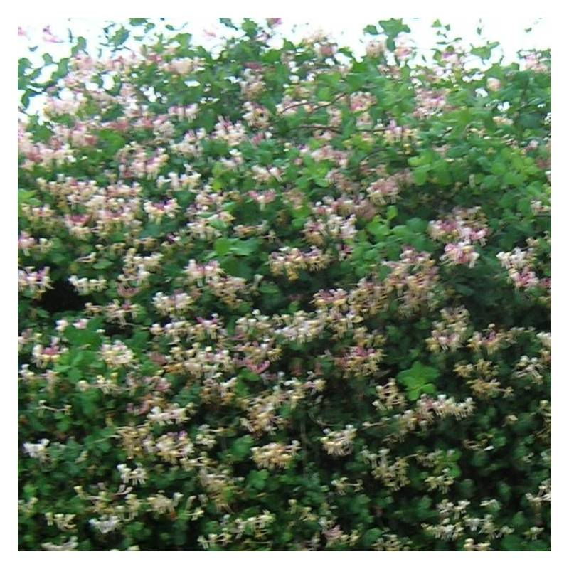Chèvrefeuille de Chine à fleurs Blanche - feuillage Semi-Persistant - Godet - 5/20 cm-  hauteur à maturité De 5,00 m à 10,00 m - Image 5