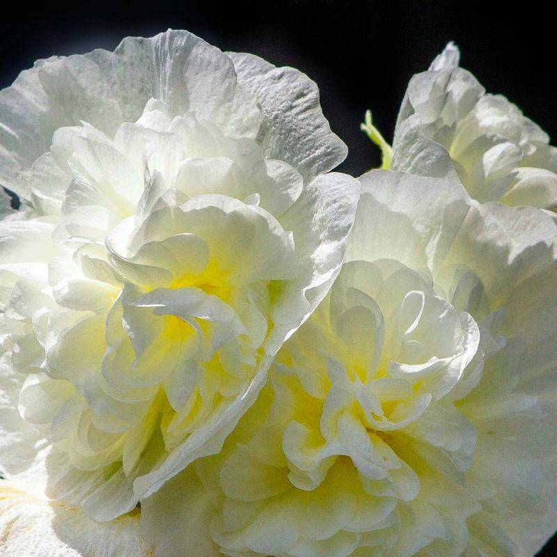 3 Roses Trémière 'Double Blanc' (Alcea Rosea Chater's) - Lot de 3 vivaces - Pépinières Naudet - Image 1