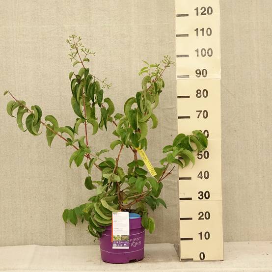 Heptacodium miconioides Tianshan - Arbre aux 7 fleurs Pot de 7,5L/10L - Image 2