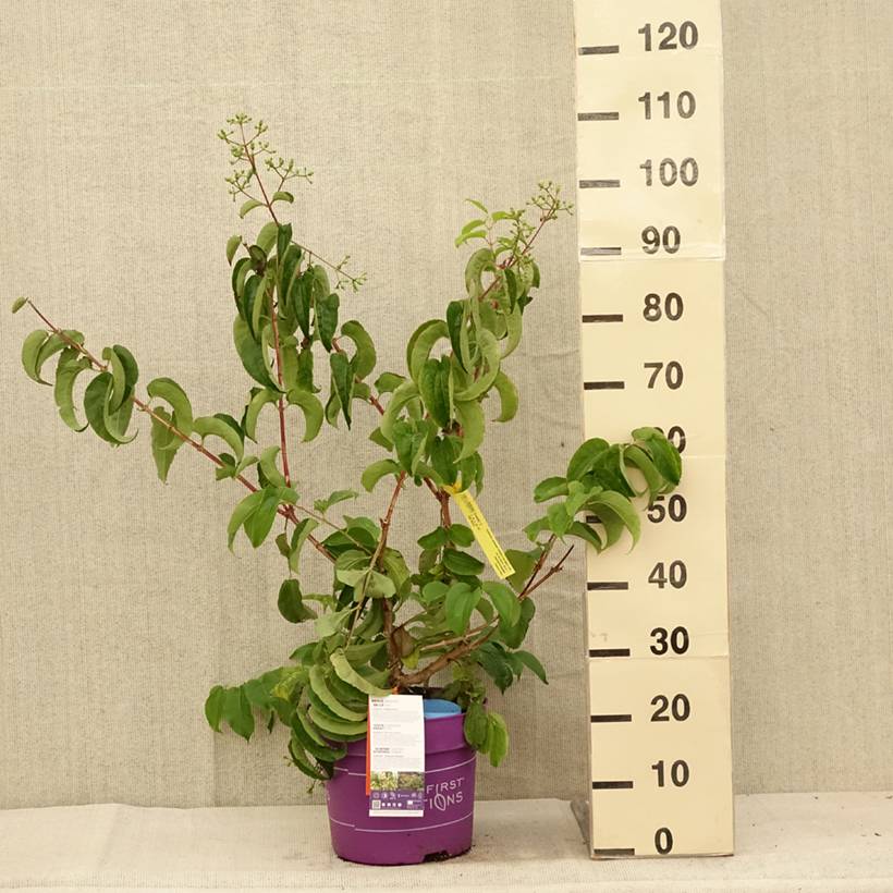Heptacodium miconioides Tianshan - Arbre aux 7 fleurs Pot de 7,5L/10L - Image 2
