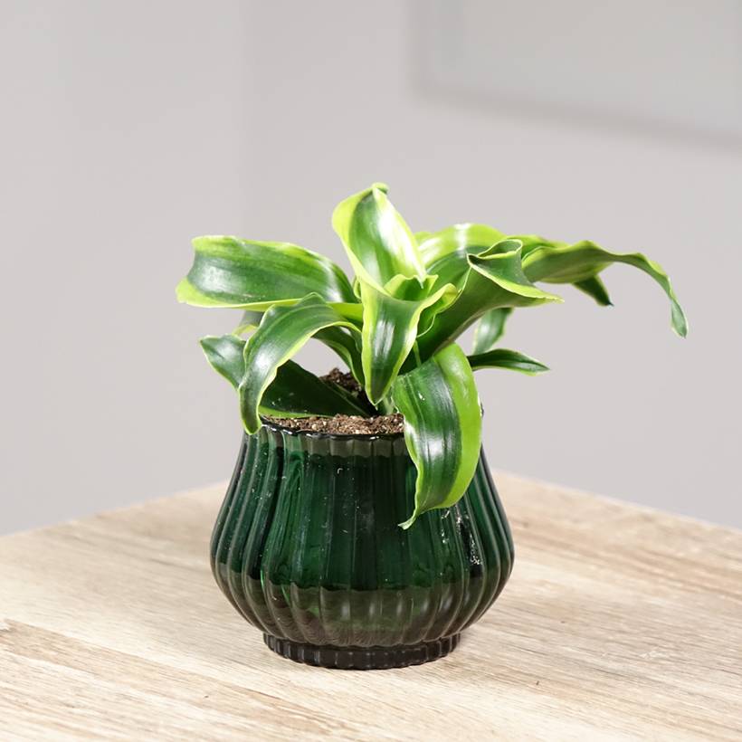 Dracaena Dragontree Tornado - Dragonnier  Mini-plante