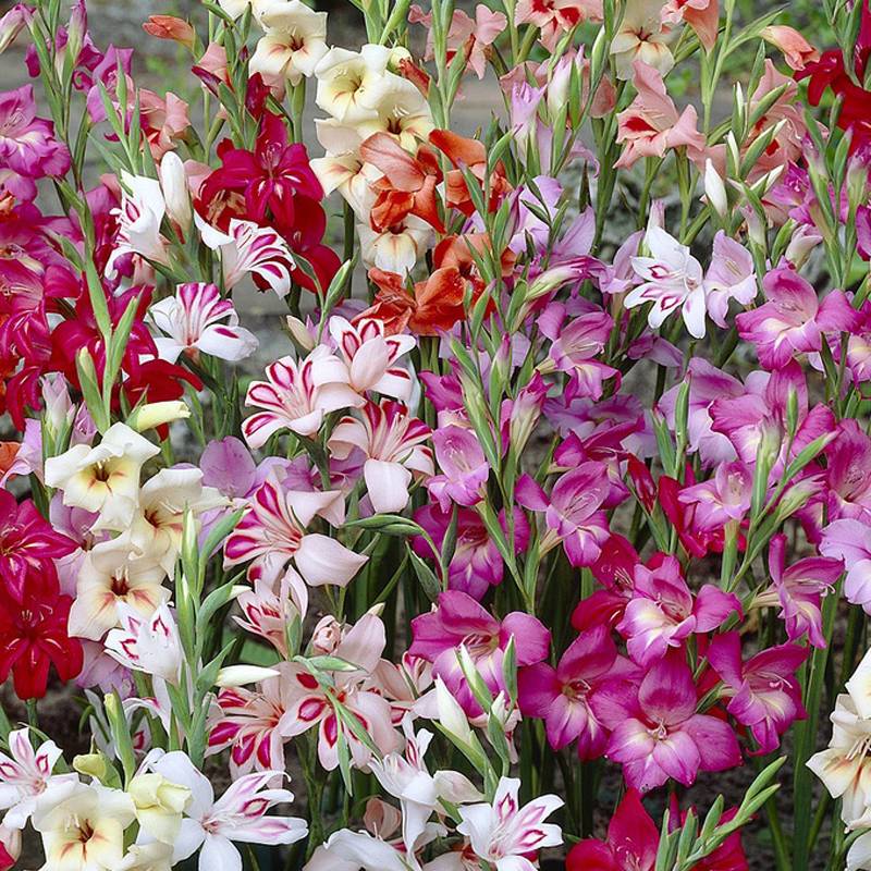 Glaïeuls ou Gladiolus colvillei en mélange Bulbe calibre 8+ (par 20)