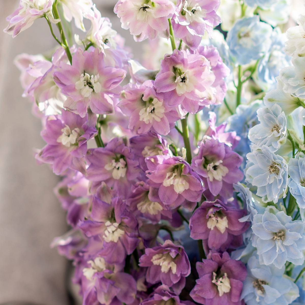 Delphinium Deep Rose-White Bee - Delphinium vivace Godet de 8/9 cm