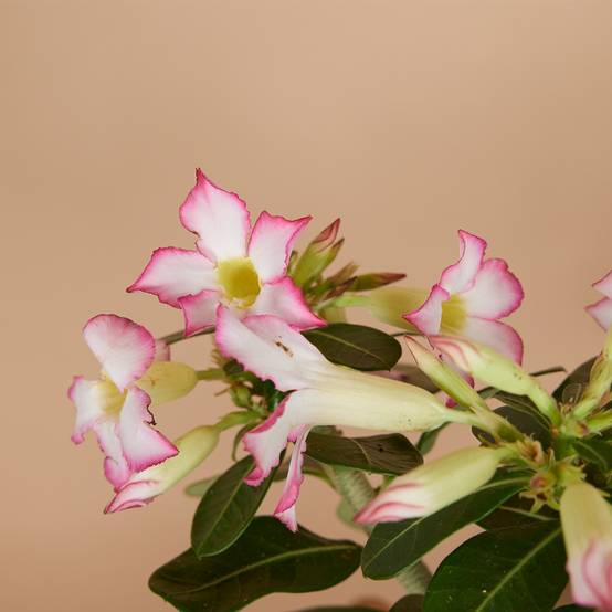 Adenium Obesum - Rose du Désert - Floraison - Plantes d'intérieur - P. 13cm - H. 25-35 cm - Image 3