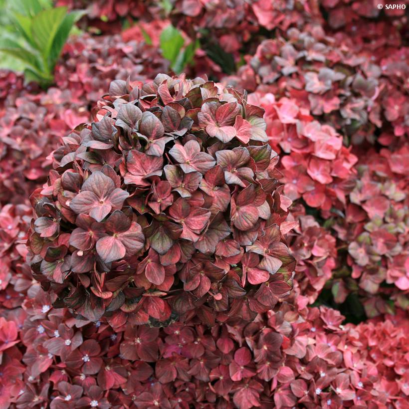 Hortensia - Hydrangea macrophylla Chocolate Ever Belles Hokomachoko Pot de 4L/5L - Image 1