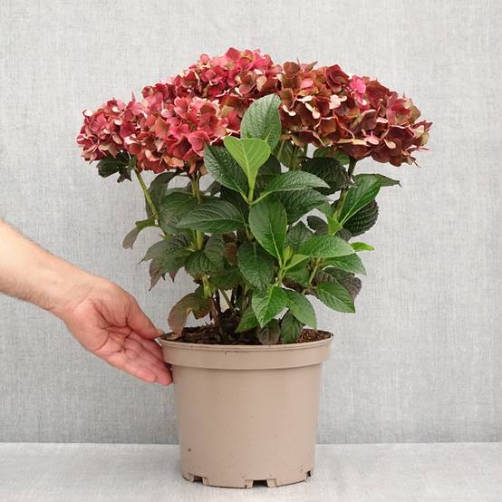 Hortensia - Hydrangea macrophylla Chocolate Ever Belles Hokomachoko Pot de 4L/5L - Image 2