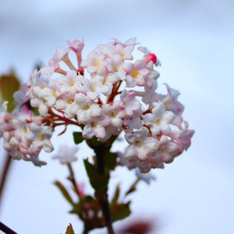 Viorne de Corée (Viburnum carlesii 'Aurora') - Godet 9cm - Pépinières Naudet - Image 1