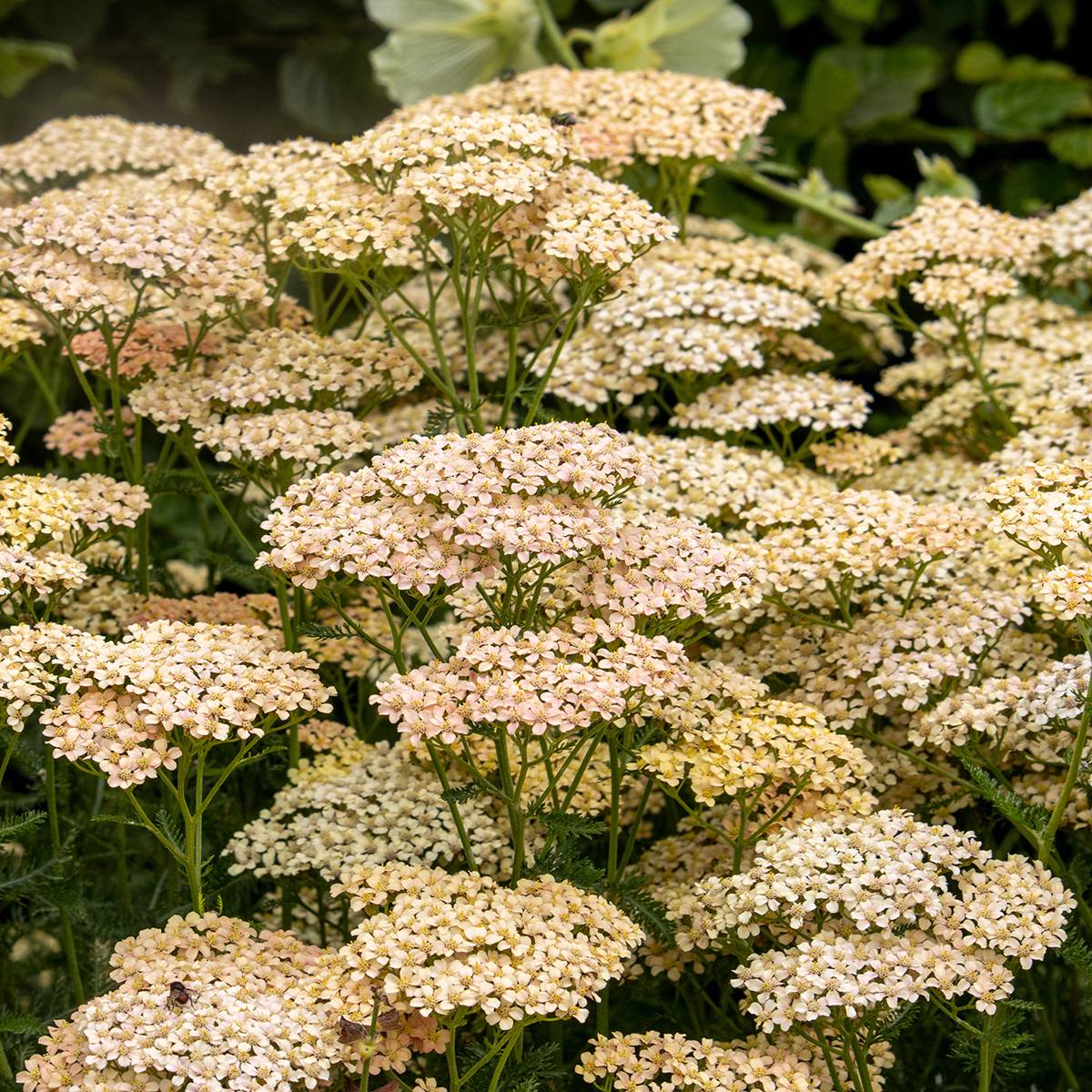 Promesse de Fleurs - Achillée millefeuille Lachsschönheit Godet de 8/9 cm