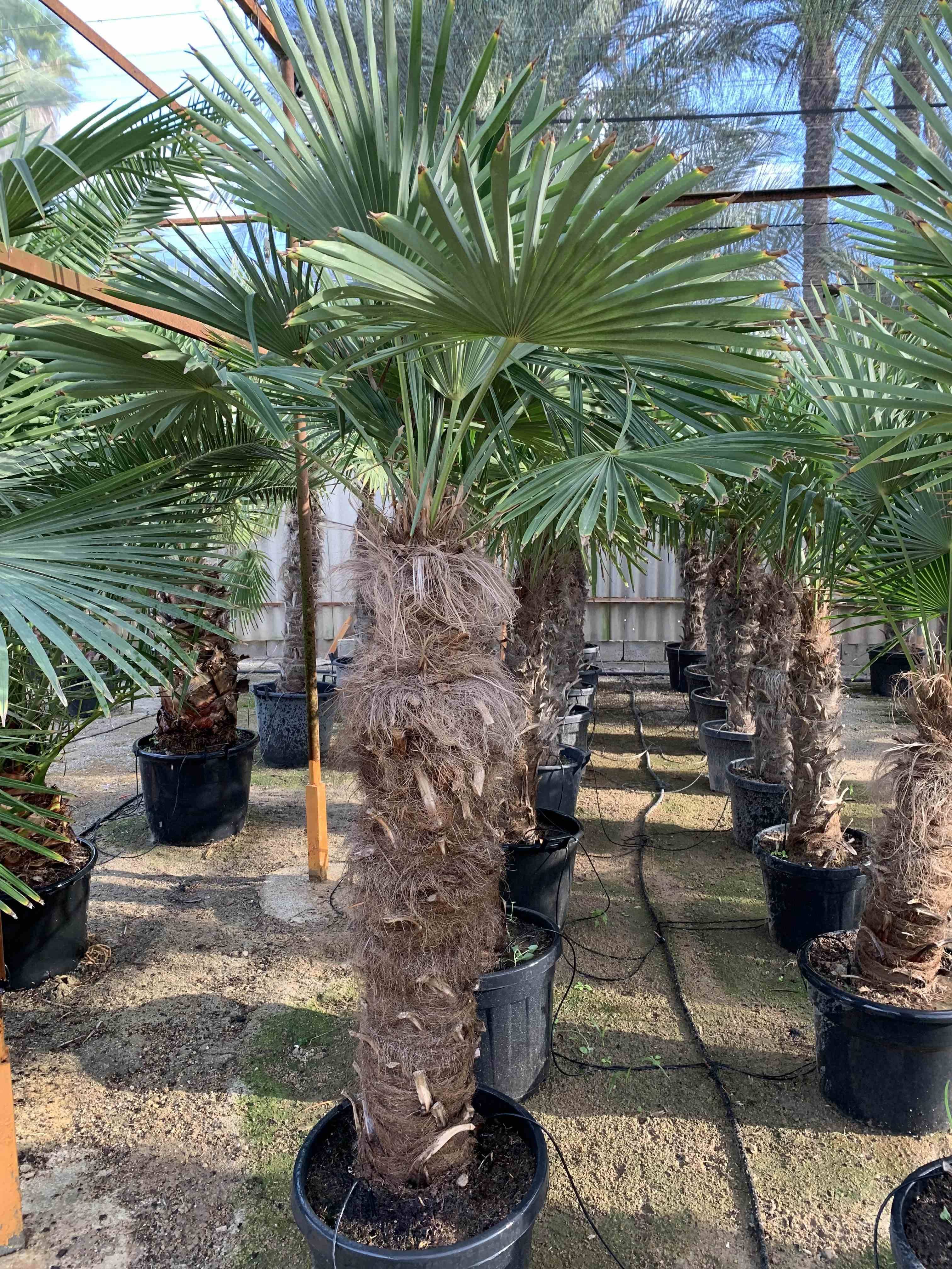 0 - Trachycarpus fortunei (palmier chanvre 17L - pied 20/30 - total 100/120cm