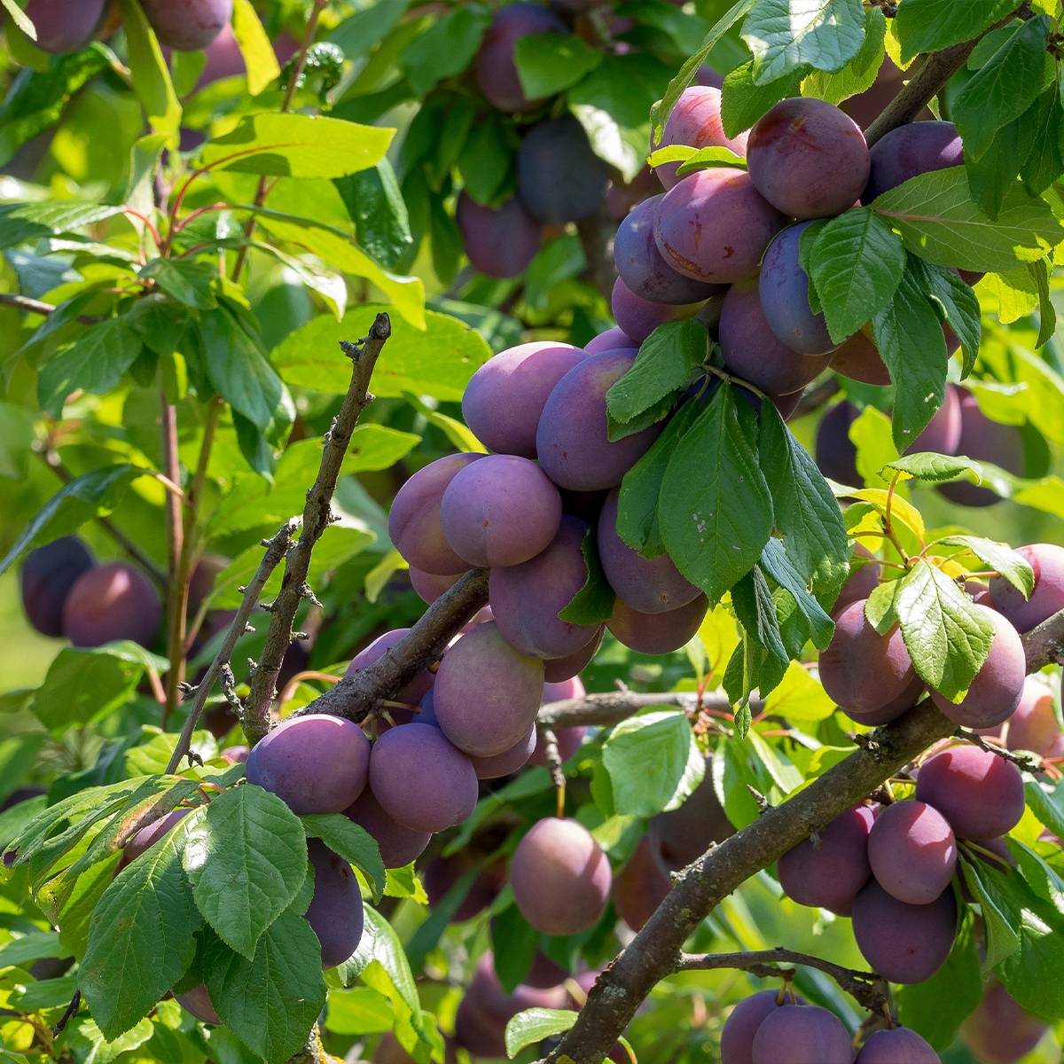 Prunier Quetsche Altesse simple - Prune de Namur Grandes Racines nues ...