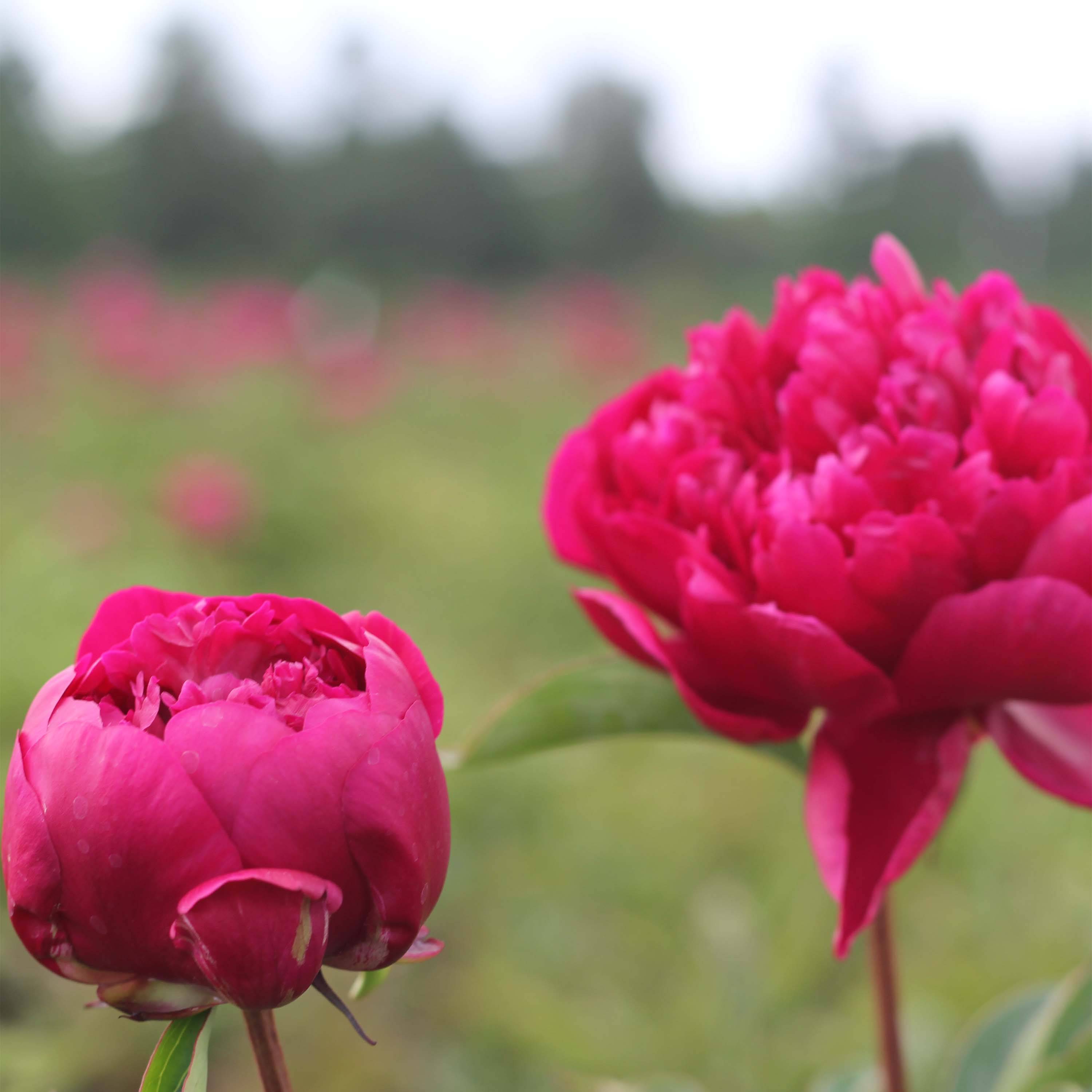 Promesse de Fleurs - Pivoine lactiflora Adolphe Rousseau Pot de 3L/4L