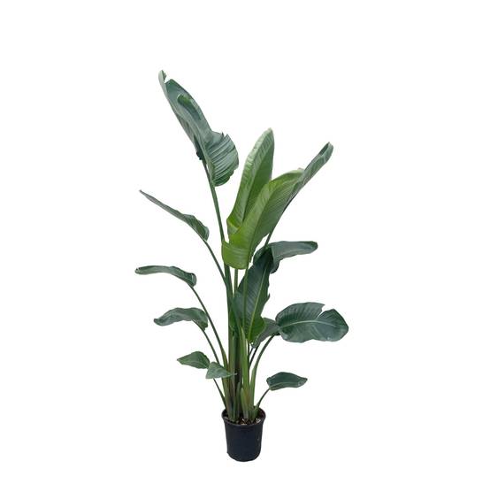 Strelitzia Nicolai Xxl - D34 H225cm - Image 1