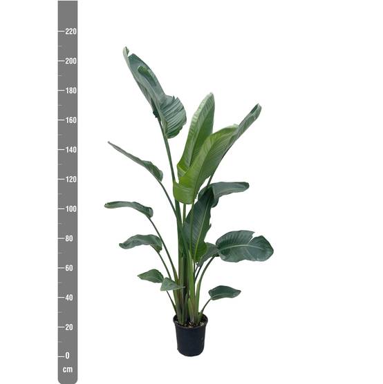 Strelitzia Nicolai Xxl - D34 H225cm - Image 2