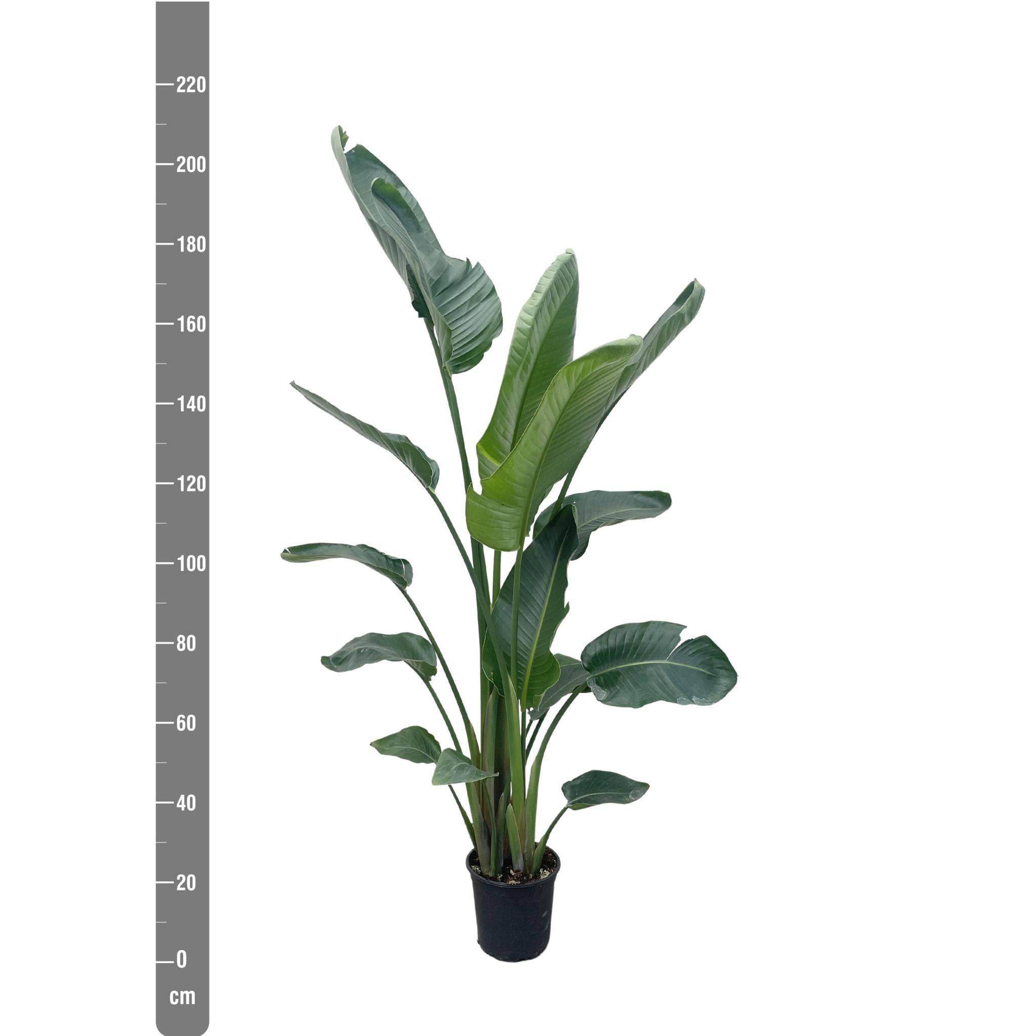 Strelitzia Nicolai Xxl - D34 H225cm - Image 2