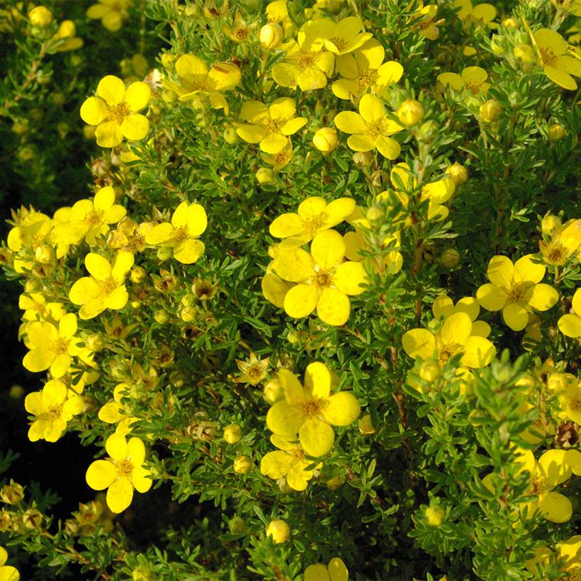 Promesse de Fleurs - Potentille arbustive Bella Lindsey - Potentilla fruticosa Pot de 2L/3L