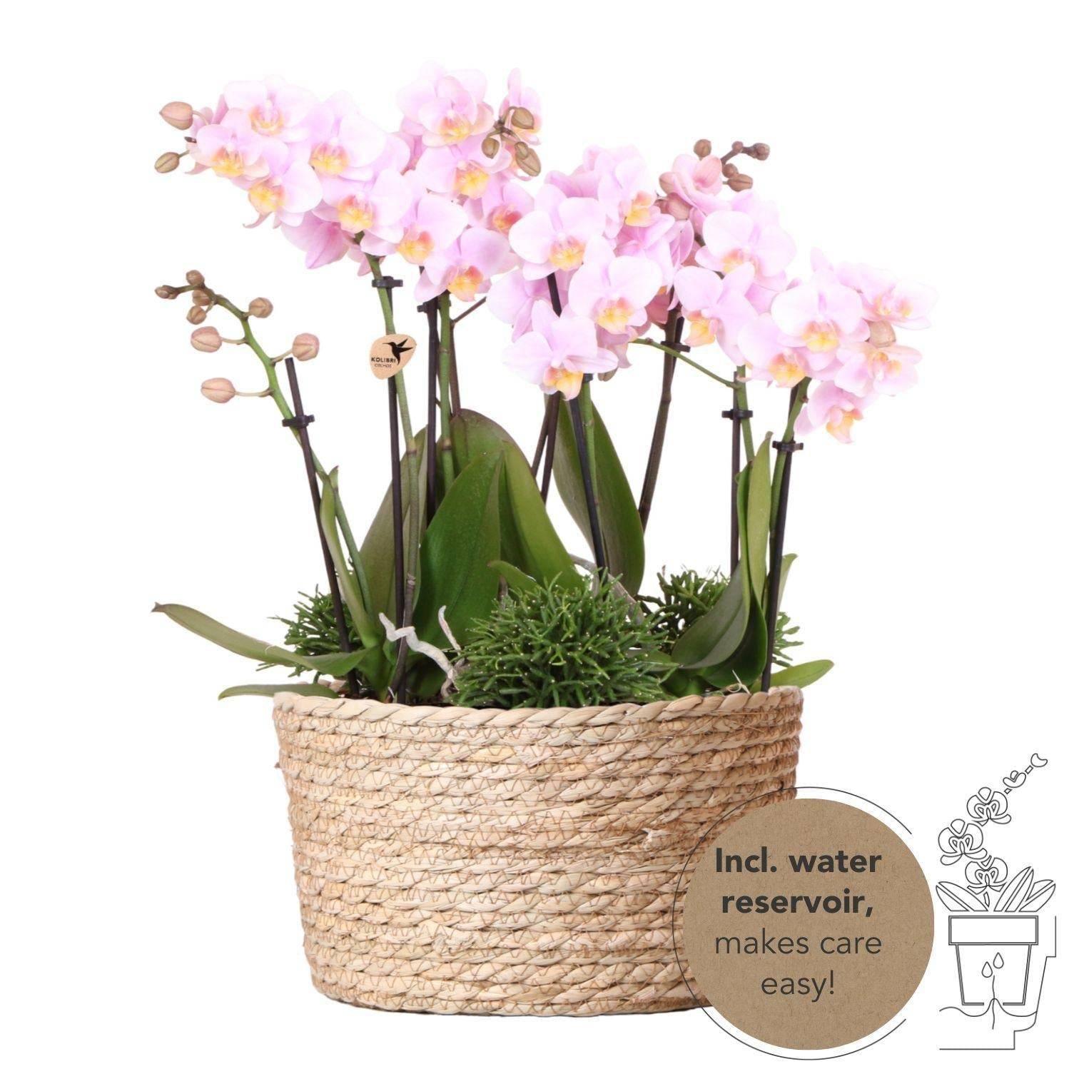 La Green Touch - Panier d'orchidées et Rhipsalis avec réservoir d'eau intégré.- La Green Touch - Image 1