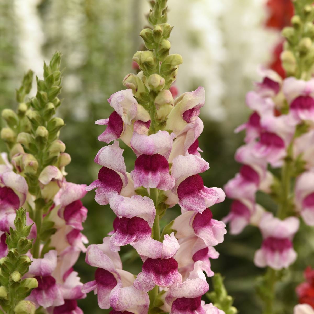 Graines de Muflier F1 Potomac Plumblossom - Antirrhinum majus le sachet de 20 graines environ