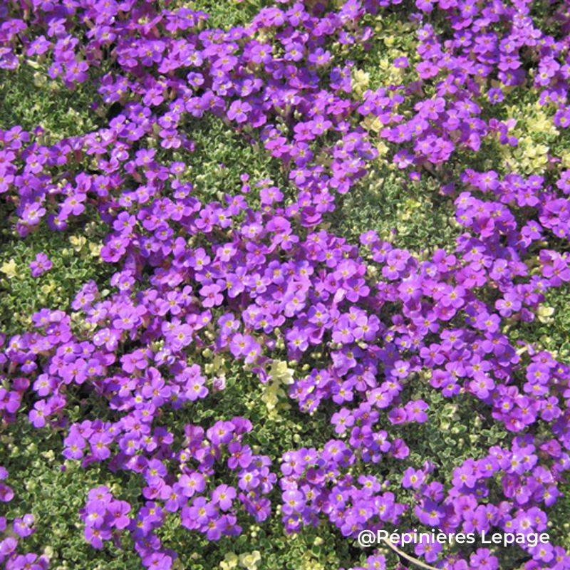 3 Aubriètes 'Silberrand' (Aubrieta 'Silberrand') - Lot de 3 vivaces - Pépinières Naudet