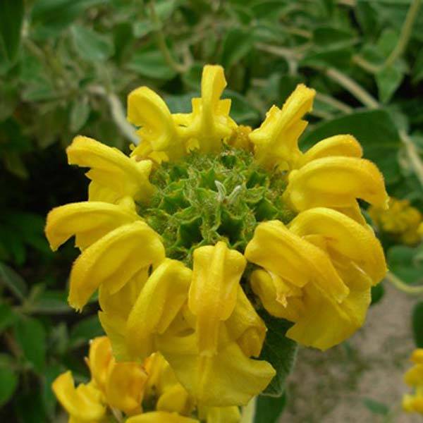 Phlomis fruticosa - Sauge de Jérusalem Godet de 8/9 cm