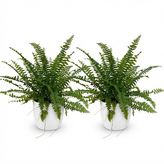 Nephrolepsis Exaltata Vert Lady - H30cm - Image 4