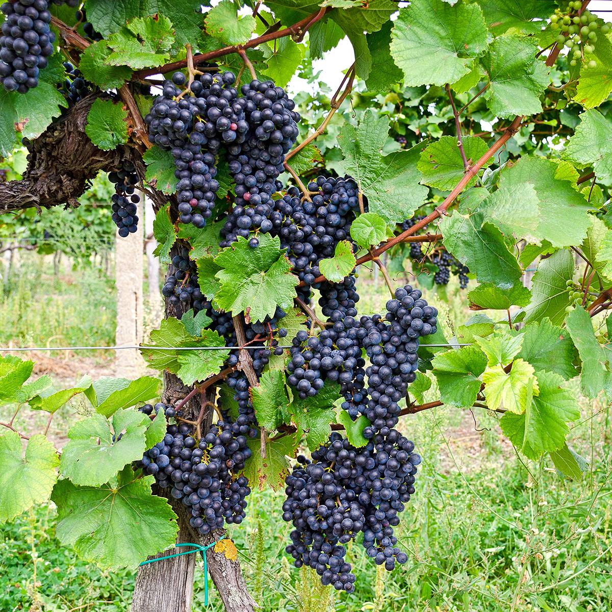 Vigne Croatina - Vitis vinifera Pot de 1,5L/2L