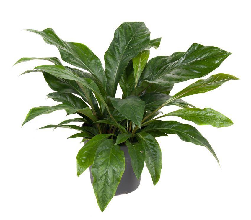 Anthurium 'Jungle Bush' 70cm - Plante d'intérieur- La Green Touch - Image 1