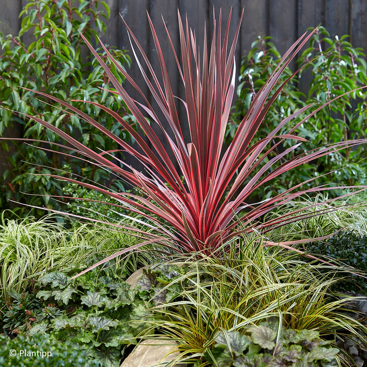 Promesse de Fleurs - Cordyline Charlie boy® Pot de 2L/3L