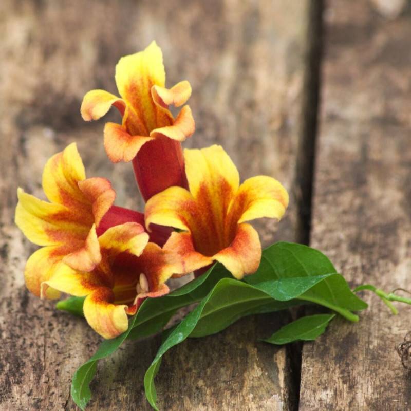 Bignone capreolata à fleurs Orange - feuillage Persistant - Godet - 5/20 cm-  hauteur à maturité De 3,00 m à 5,00 m - Image 10