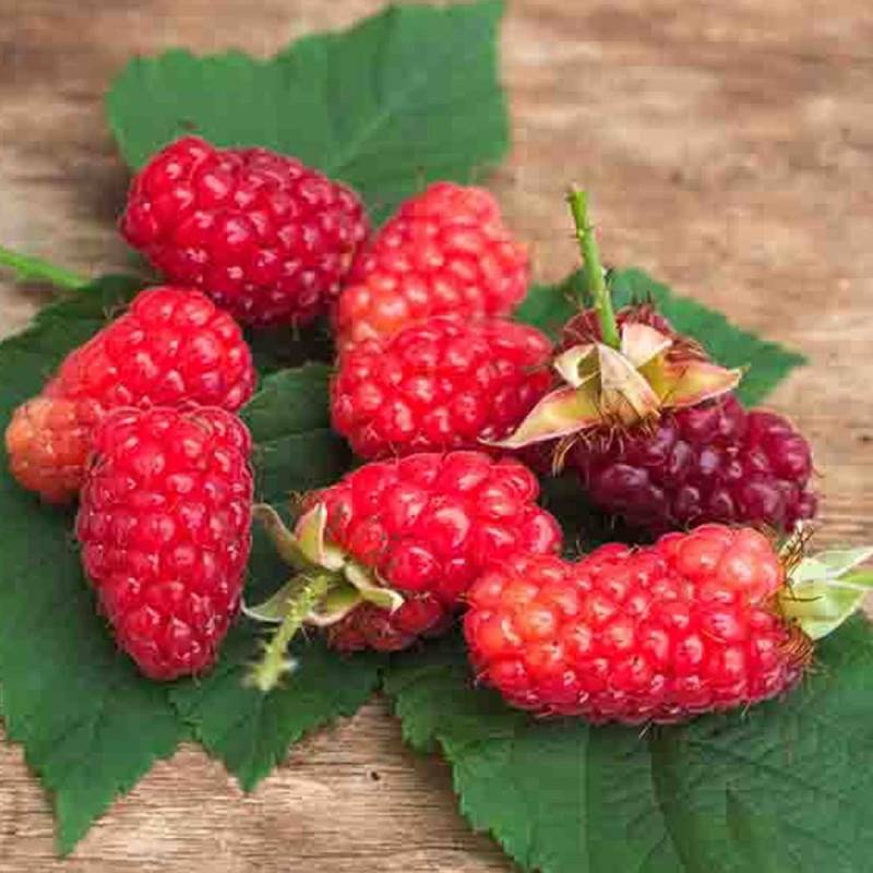 Mûre-framboise Bounty Berry 'YANTAY', Tayberry à fleurs Rose - feuillage Caduc - Godet - 5/20 cm- hauteur à maturité De 2,50 m à 3,00 m - Image 6