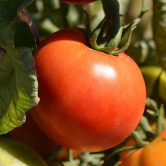 Tomate Cobra F1 en plants - spéciale abris Pot de 10 cm/11cm