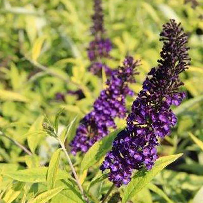 Promesse de Fleurs - Buddleia Magda's Gold Knight - Arbre aux papillons Pot de 3L/4L
