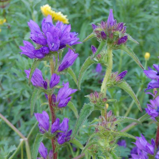 Campanule à bouquets - Campanula glomerata Superba Godet de 8/9 cm