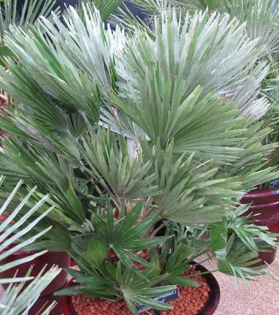 0 - Chamaerops humilis var. volcano (Palmier doum vulcano) Pot de 40 litres -100/120 cm - Image 3