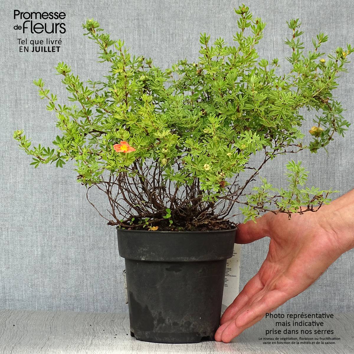 Potentilla fruticosa Red Ace - Potentille arbustive Pot de 1L/1,5L - Image 2