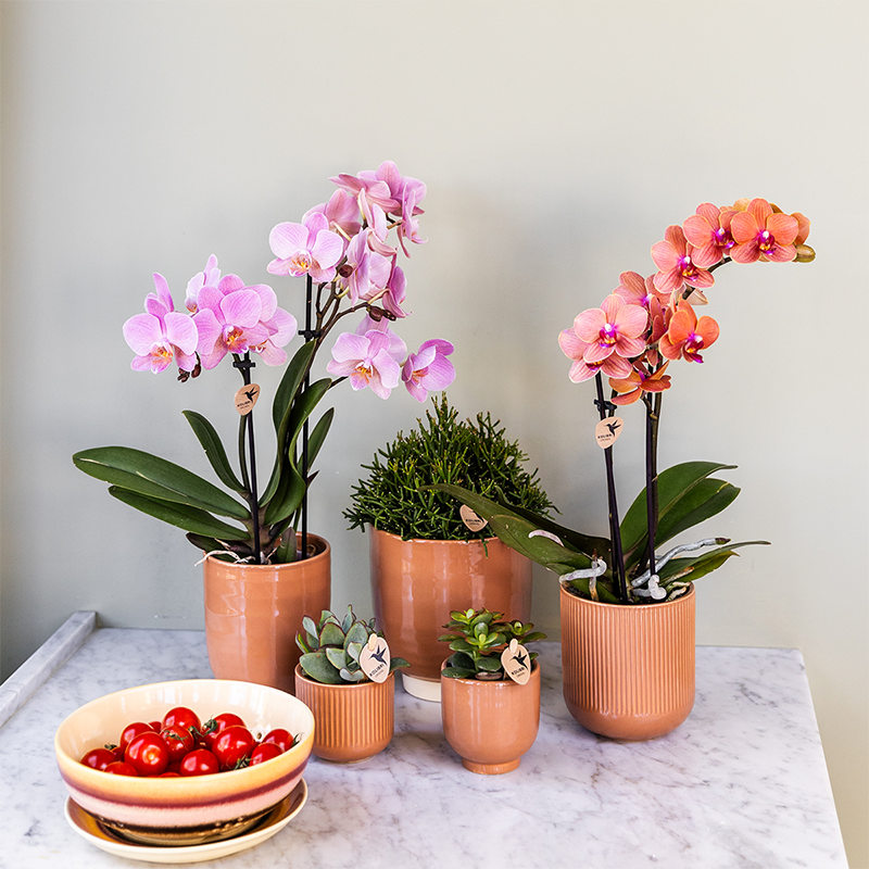De 4 Orchidées Phalaenopsis - D9 H35cm - Image 2