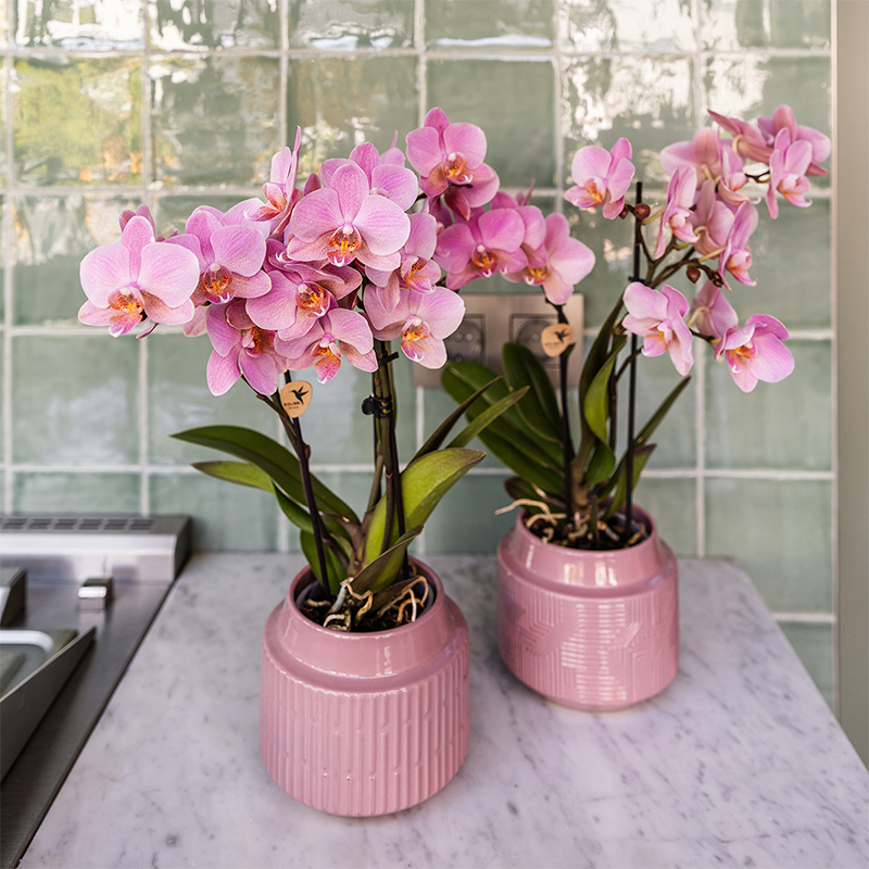 De 4 Orchidées Phalaenopsis - D9 H35cm - Image 3