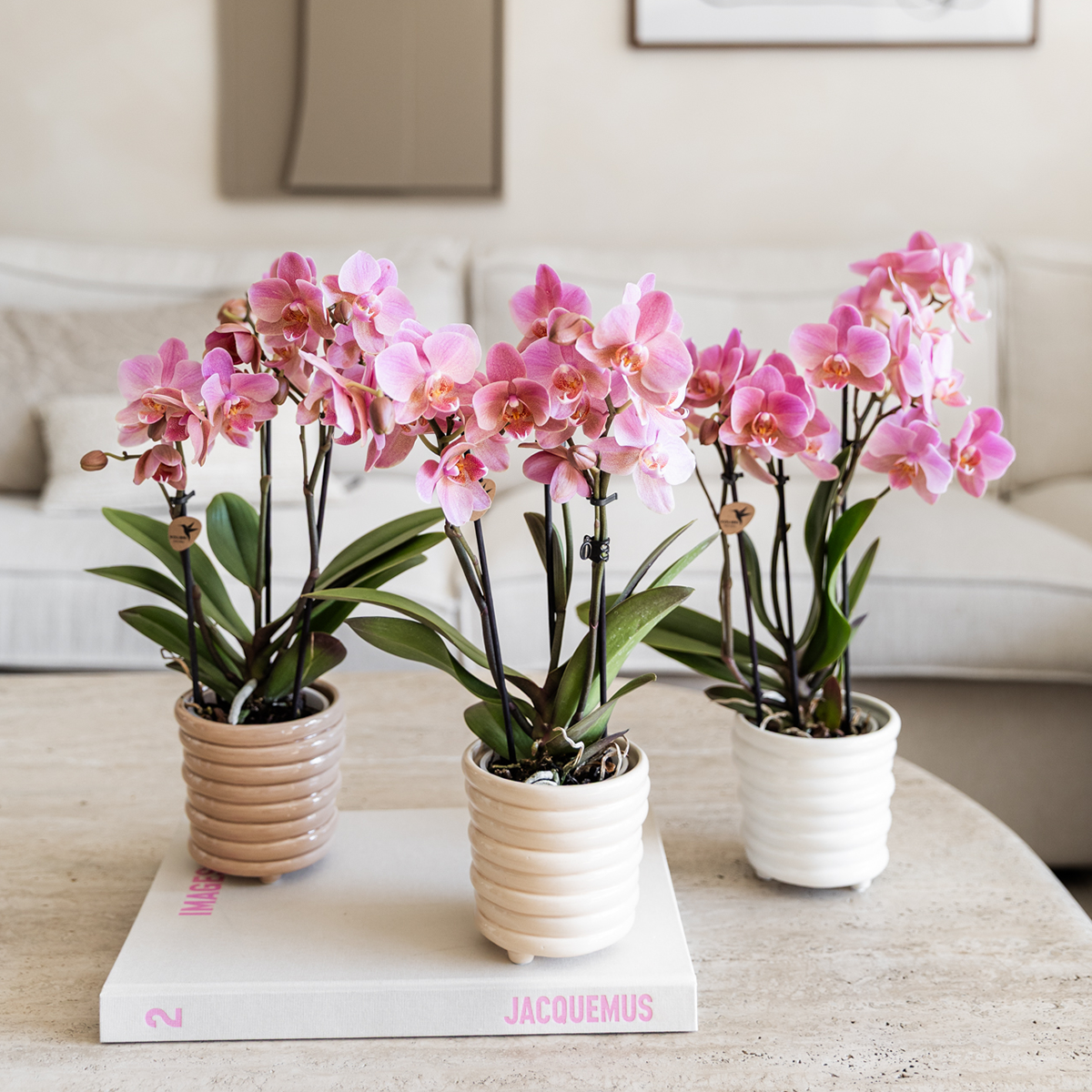 De 4 Orchidées Phalaenopsis - D9 H35cm - Image 4