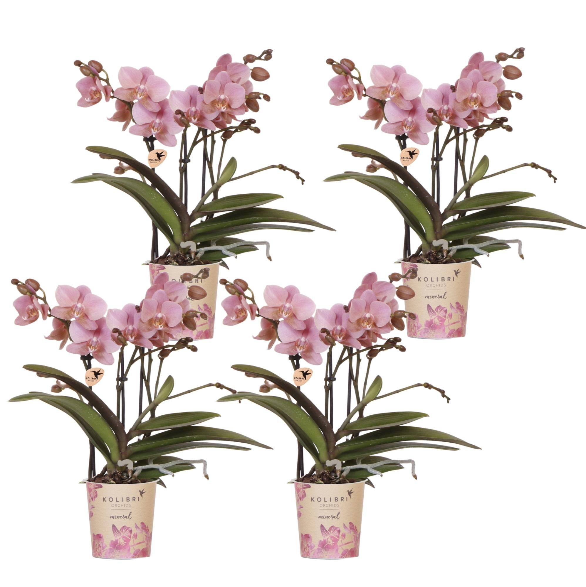 De 4 Orchidées Phalaenopsis - D9 H35cm - Image 1