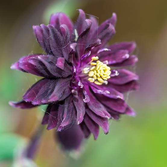 Graines d'Ancolie Miss I huish - Aquilegia vulgaris le sachet de 50 graines environ (0,12g)