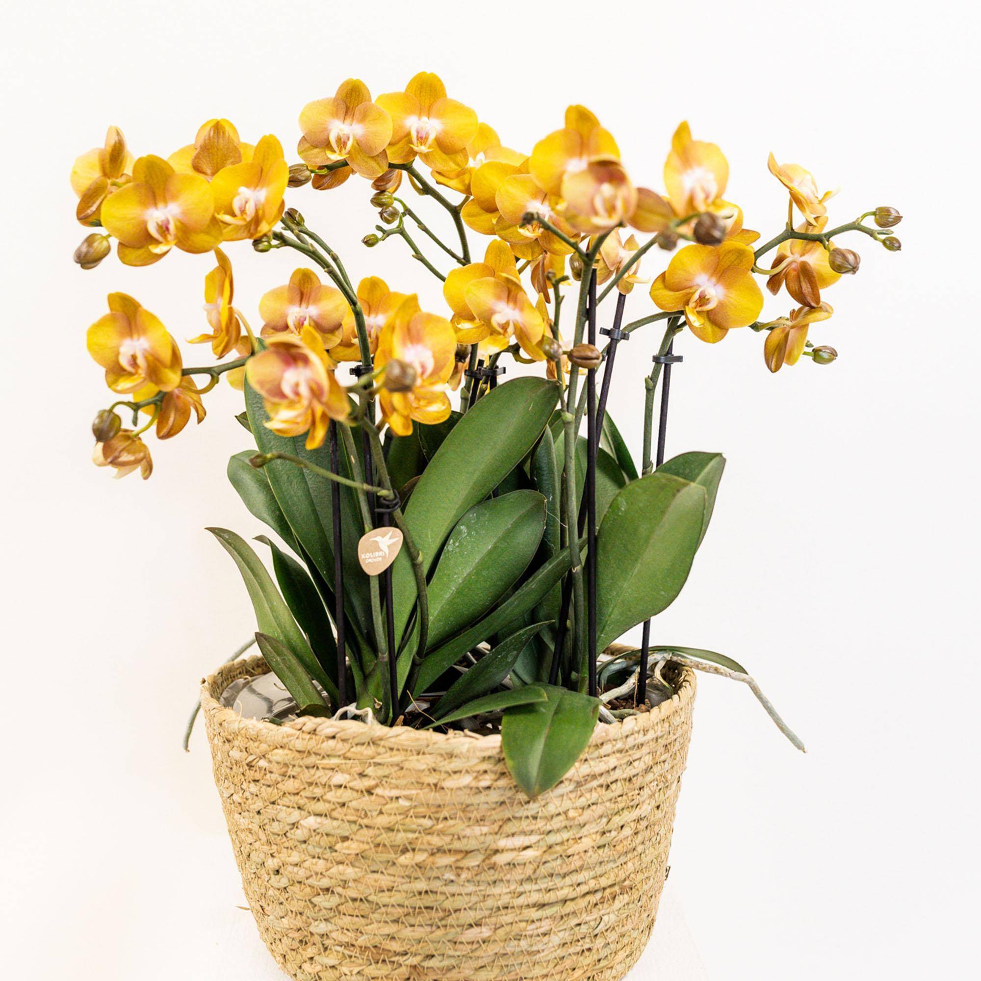 La Green Touch - Incrustation avec réservoir pour orchidées et mèches d'eau 14cm - Plante d'intérieur- La Green Touch - Image 5