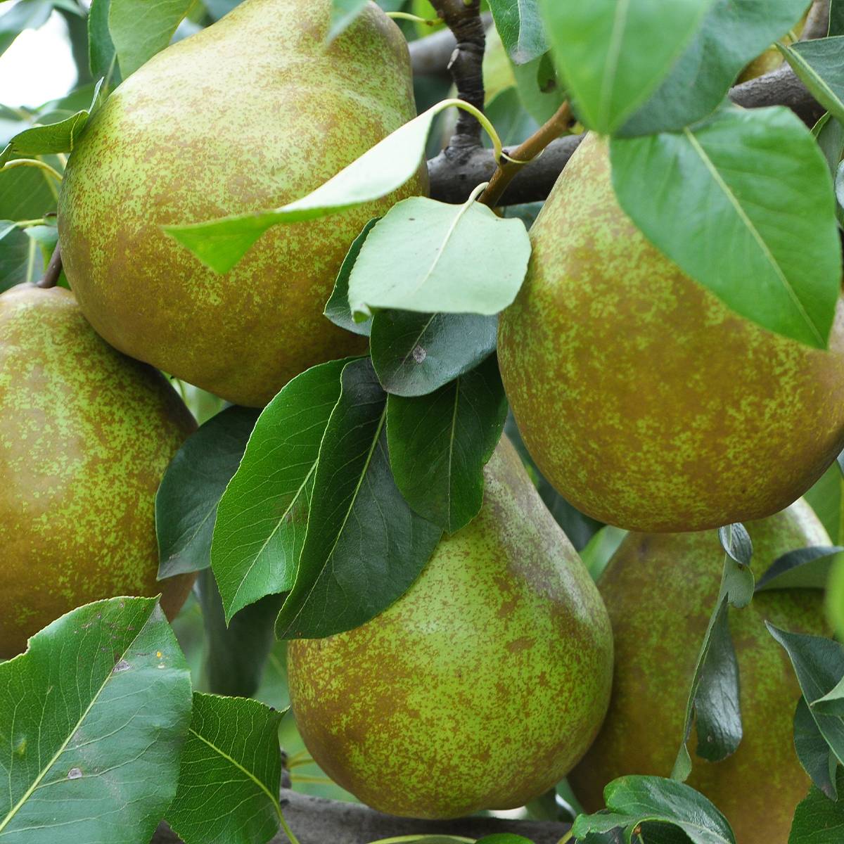 Poirier Dubbele Philip - Beurre de Mérode Pot de 7,5L/10L, Demi-Tige