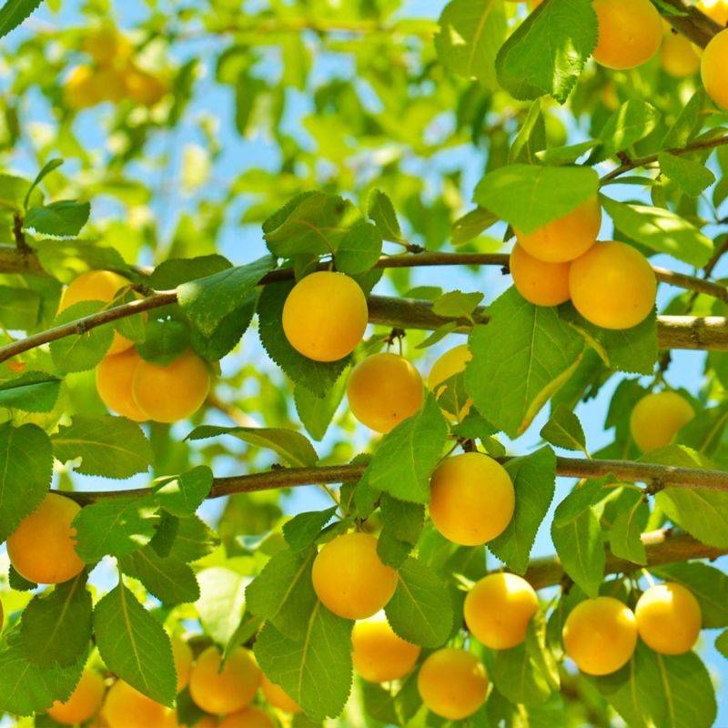 Pêcher persica 'Pêche de Vigne Jaune' (Prunus persica 'Pêche de Vigne Jaune') - Scion de 150cm - Pépinières Naudet - Image 2